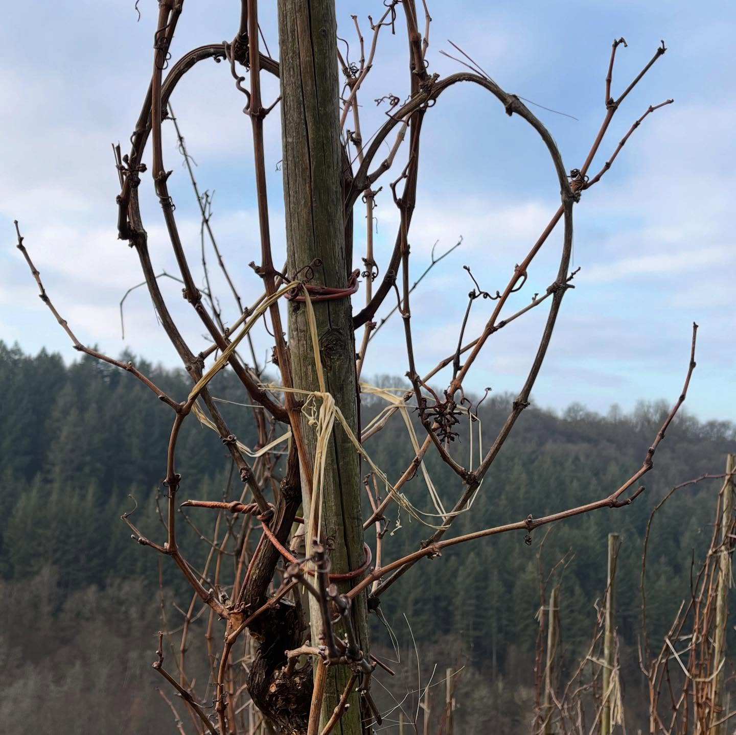葡萄藤整形：心形設計的浪漫與智慧💖