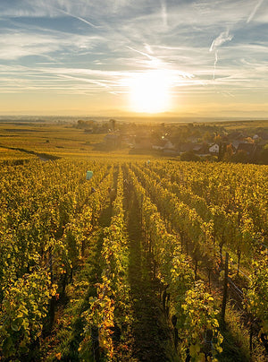 Trimbach 'Clos Sainte Hune' Riesling 2018 (RP: 99+, Wine Enthusiast: 95)