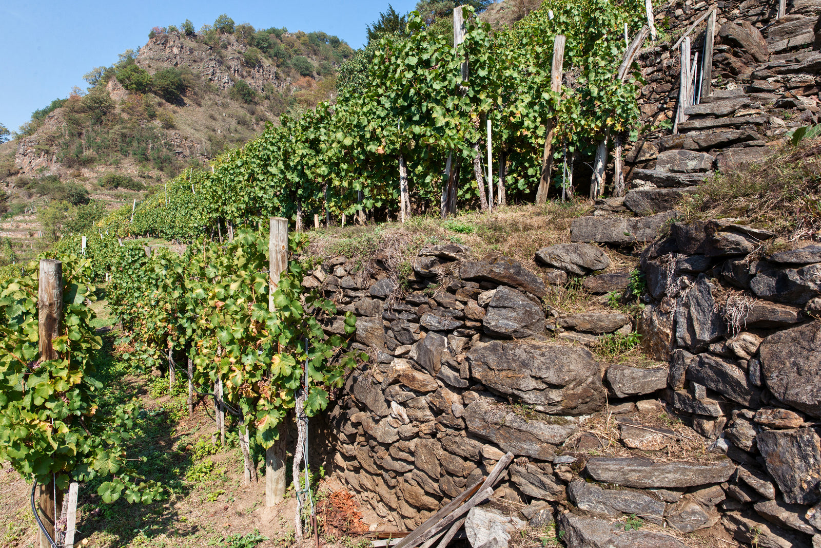 Pichler-Krutzler Riesling "In der Wand" 2011 <br>(Falstaff: 92)