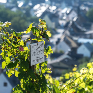Mosel過千年無接枝古老葡萄園Batterieberg - 80年老藤系列 - Weingut Immich-Batterieberg "Batterieberg Monopole" Riesling 2020 (RP: 96+)