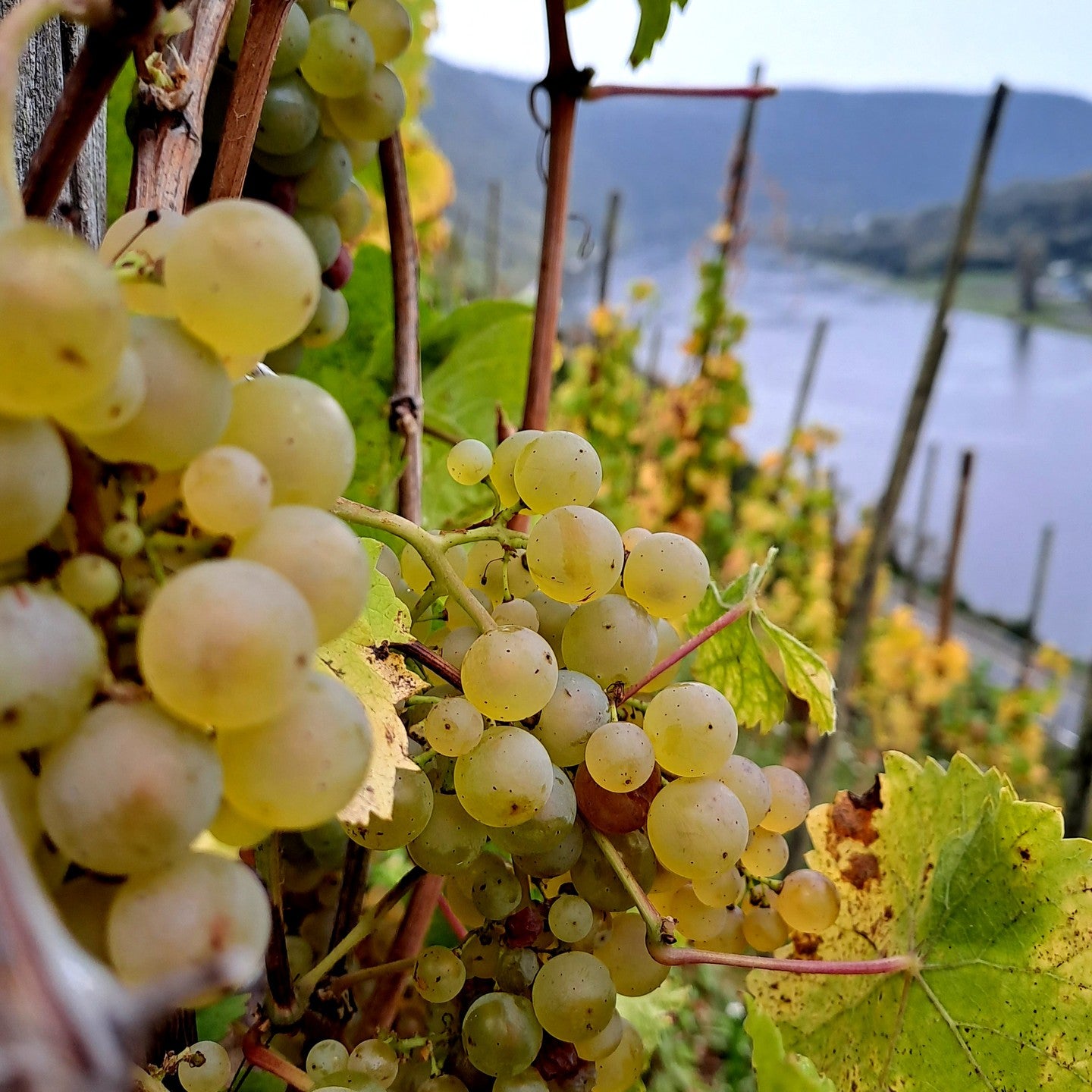 Weingut Immich-Batterieberg "C.A.I." Riesling Kabinett Trocken 2022 (RP: 92)