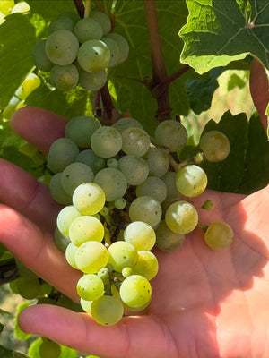 Weingut C. von Nell-Breuning Schiefer Riesling Trocken 2020 (Dry Style)