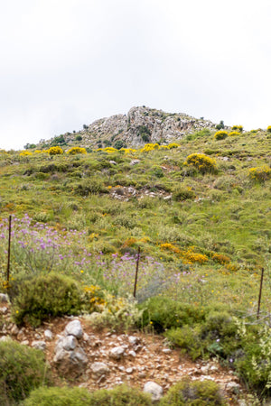 希臘有機草本茶膠囊 <br>Teapsule Organic Lemon<br> Verbena & Basil <br>檸檬馬鞭草及羅勒 - 10 capsules