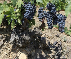 神之水滴『十一門徒 夕陽』的入門版  Ferrer Bobet Vinyes Velles 2019 (RP: 94, JS: 94)