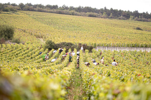 Domaine Michel Noellat Vosne-Romanée Premier Cru Les Suchots 2020  (Vinous: 90)