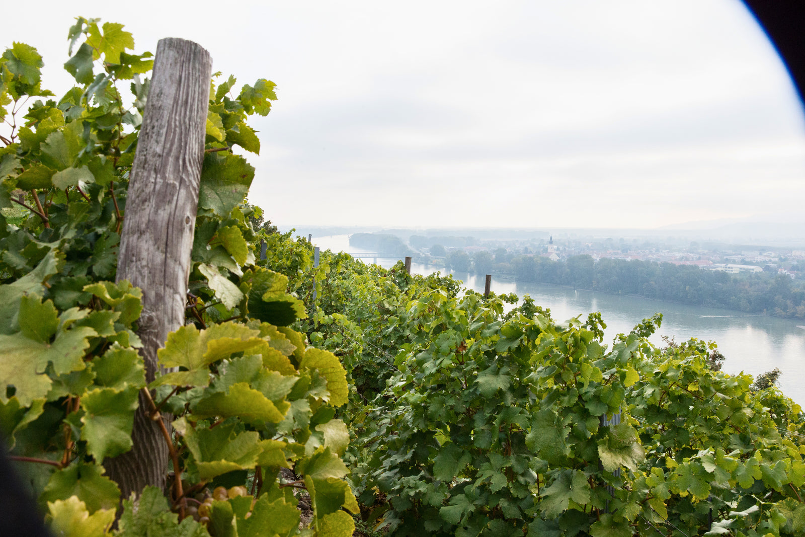 奧地利明日之星 - Pichler-Krutzler Grüner Veltliner "Ried Pfaffenberg" Alte Reben 2021 (Old Vines) (Falstaff:96)