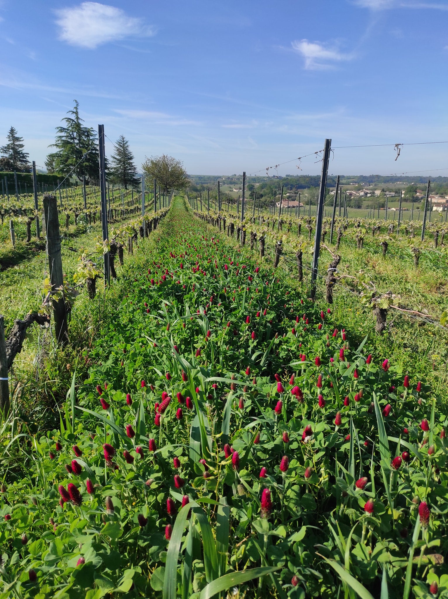 Château Puybarbe Astral de Château Puybarbe 2020 (Decanter: 90, HVE 3)