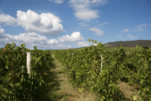 波爾多『加菲貓』莊主保加利亞出品 - Domaine Bessa Valley BV by Enira 2007 1.5L (RP: 89)