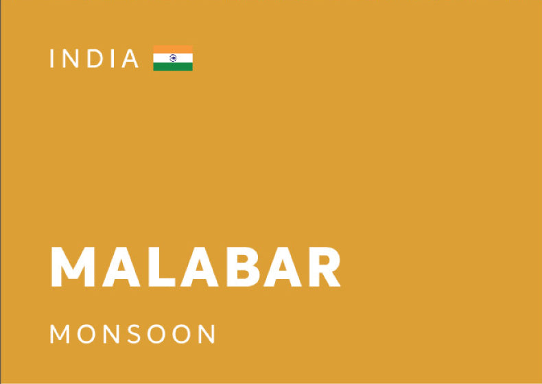 [SENS.COFFEE] INDIA 印度 | Malabar | Monsoon 風漬