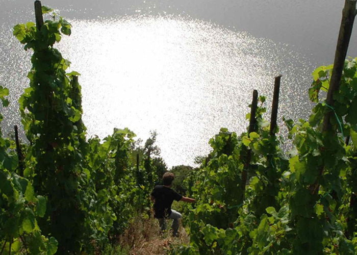 Mosel過千年無接枝古老葡萄園Batterieberg - 80年老樹系列 - Weingut Immich-Batterieberg "Enkircher Batterieberg (Monopole)" Riesling 2017 (RP:95)