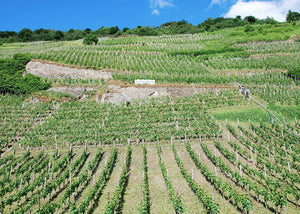 Weingut Immich-Batterieberg "Enkircher Monteneubel" SpatBurgunder(Pinot Noir) 2011