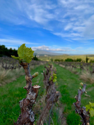 Clos de Trias Vieilles Vignes 2007