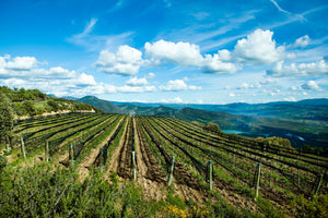 Castell d' Encus Club E Albarino 2013